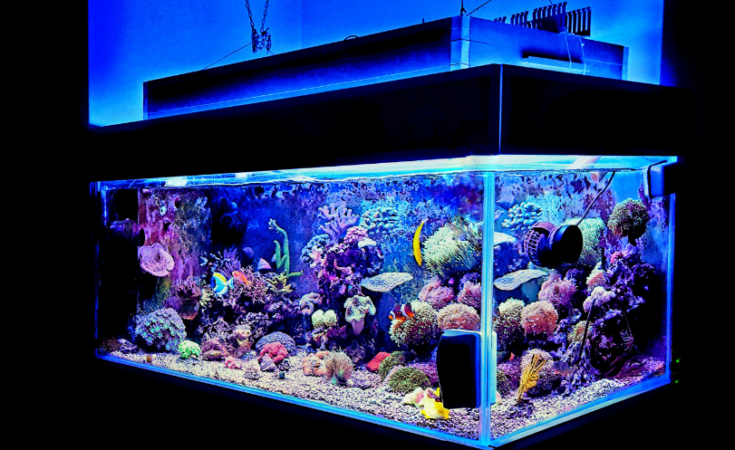 Best Quiet Fish Tank Filter