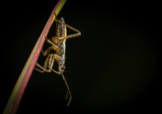 The Many Ways To Get Rid Of Cricket Noise At Night – A Quiet Guide